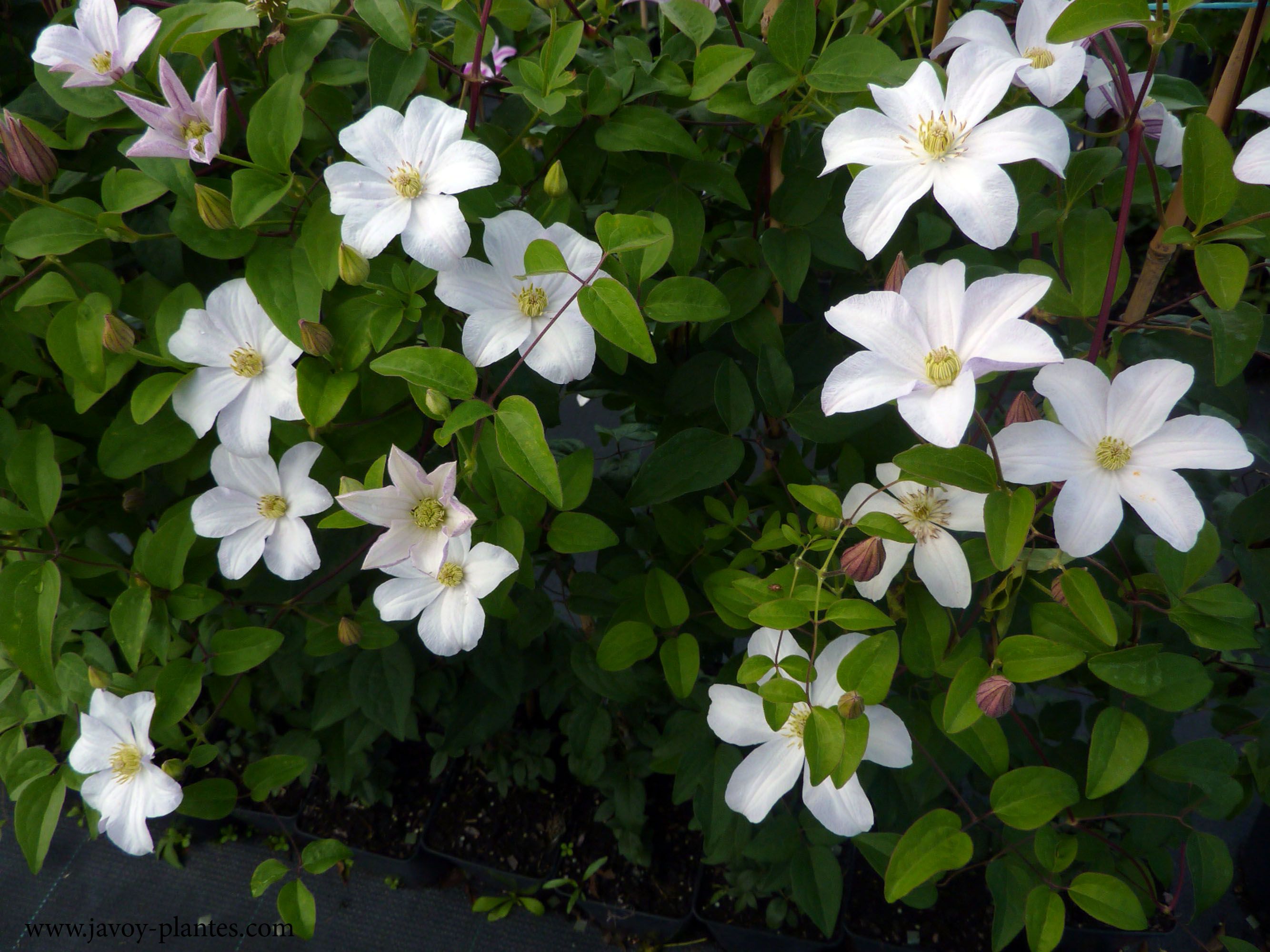 Clematis viticella 'Huldine'